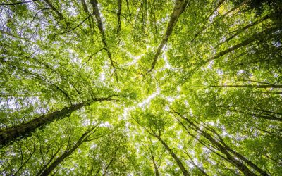 Ventajas de los cosméticos naturales
